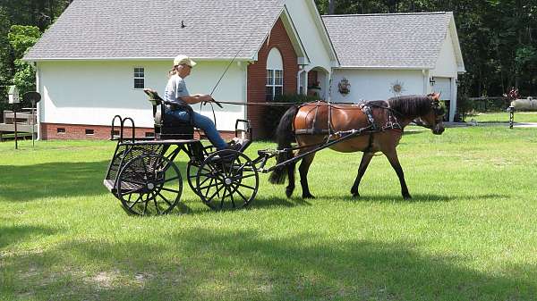 bay-welsh-pony-gelding