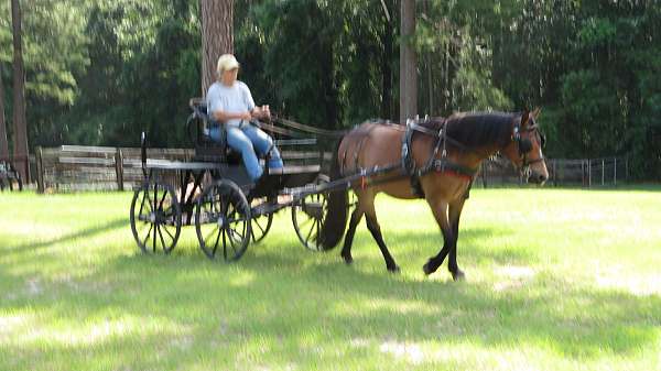 bay-driving-pleasure-driving-horse