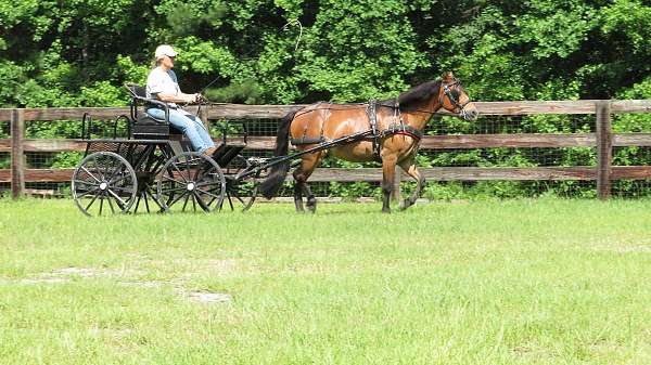 driving-pleasure-driving-gelding