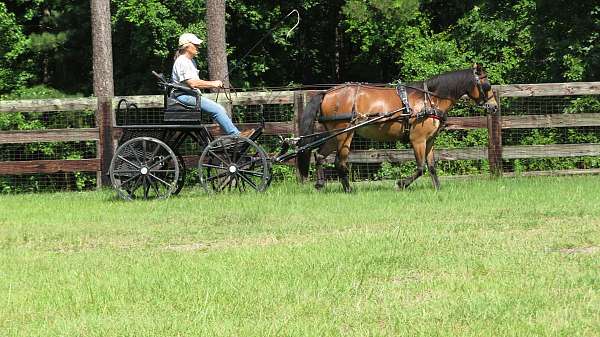 bay-wpcsa-gelding