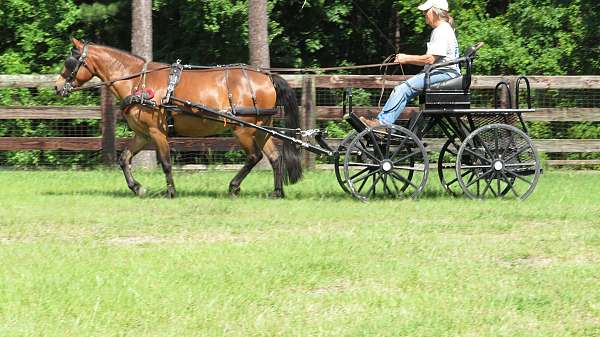 driving-pleasure-driving-horse