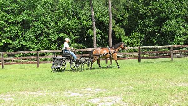 bay-wpcsa-horse