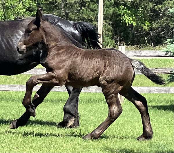 blue-roan-percheron-filly