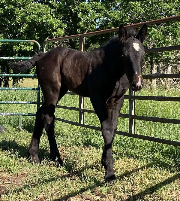 black-percheron-filly-stallion