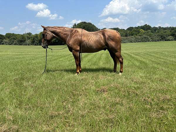 red-roan-star-horse