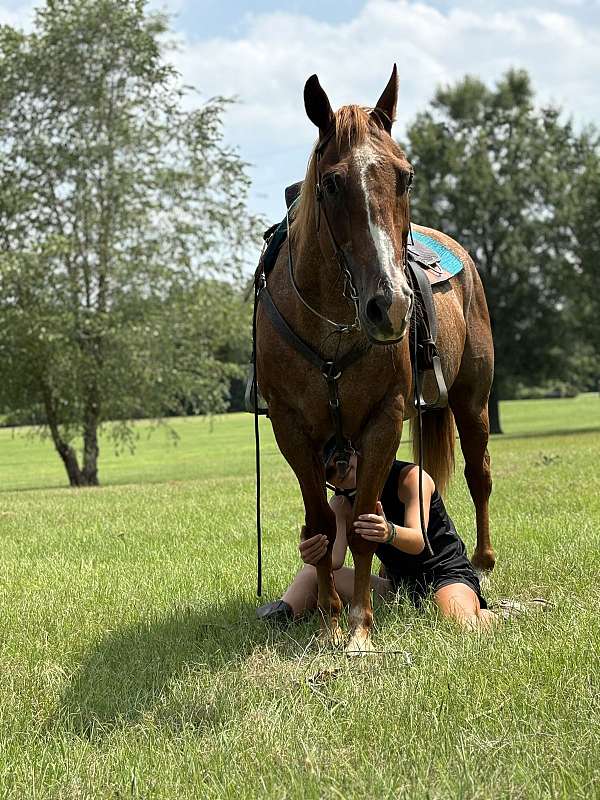 beginner-safe-kid-pony-quarter-horse