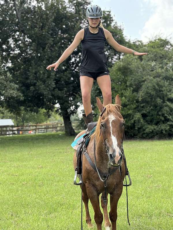 calf-roping-quarter-horse