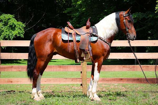 all-around-friesian-horse