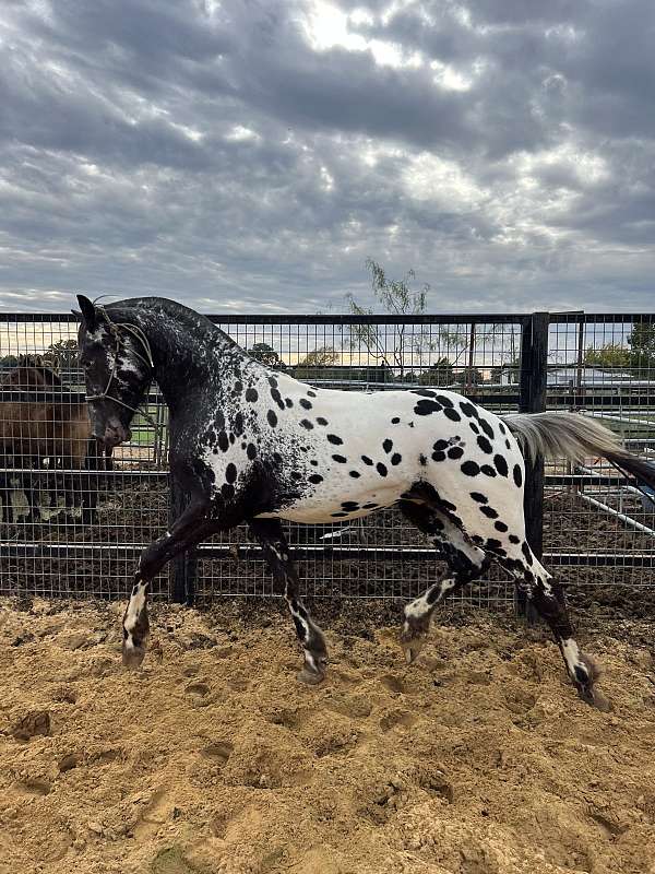 friesian-horse