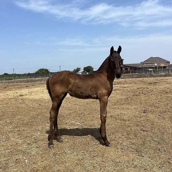 friesian-filly