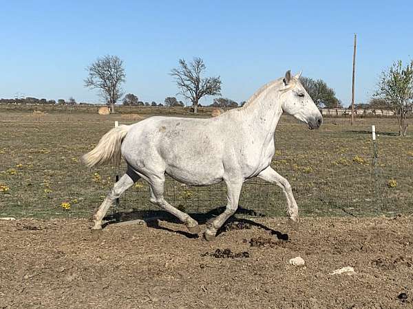 black-grey-stallion-for-sale