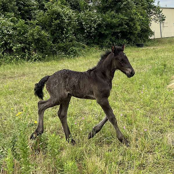 black-grey-andalusian-friesian-for-sale