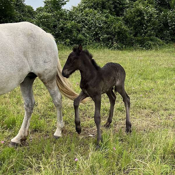 black-grey-andalusian-friesian-horse