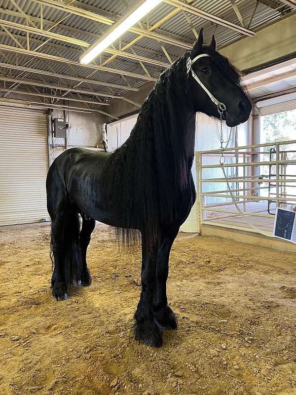 black-grey-andalusian-friesian