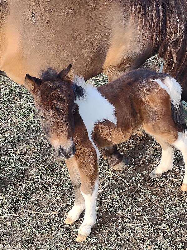 national-champion-filly