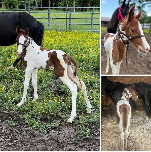 babies-spotted-saddle-pony