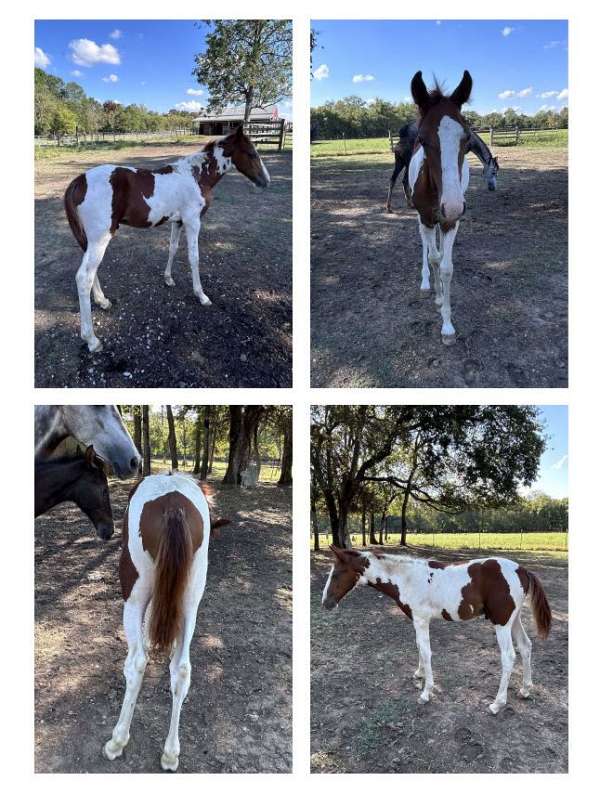 beginner-safe-kid-pony-spotted-saddle