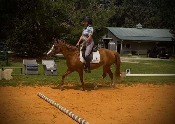 great-to-load-welsh-pony