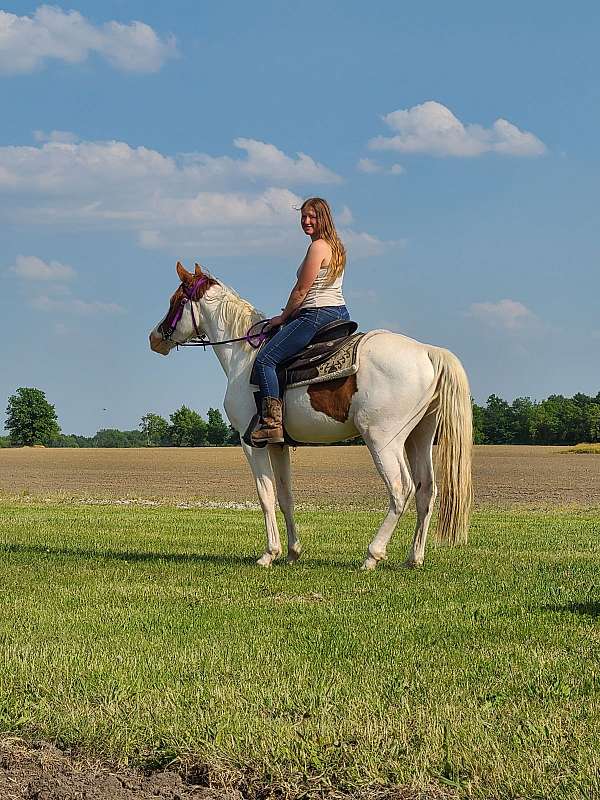 beginner-cross-kentucky-mountain-horse