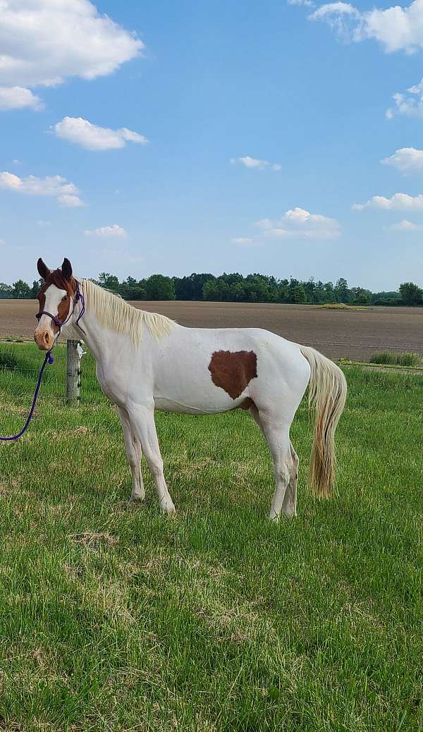 15-hand-kentucky-mountain-gelding