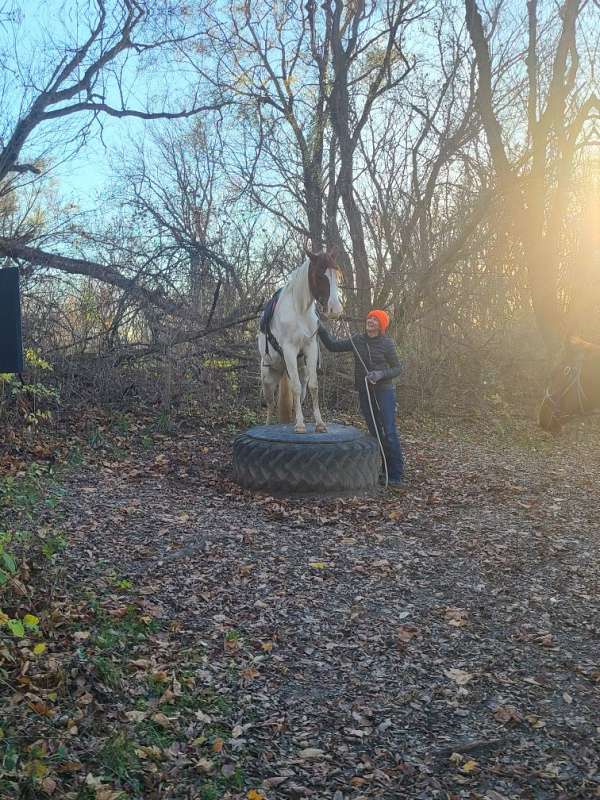 15-hand-kentucky-mountain-horse