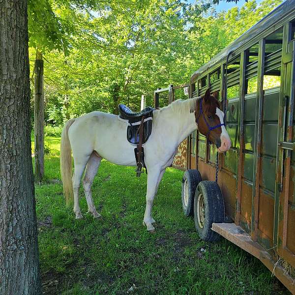 15-hand-gelding