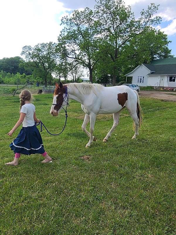 kentucky-mountain-horse