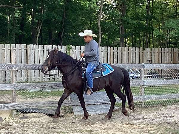 arabian-horse