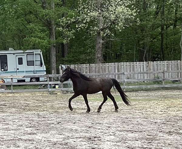 black-arabian-horse