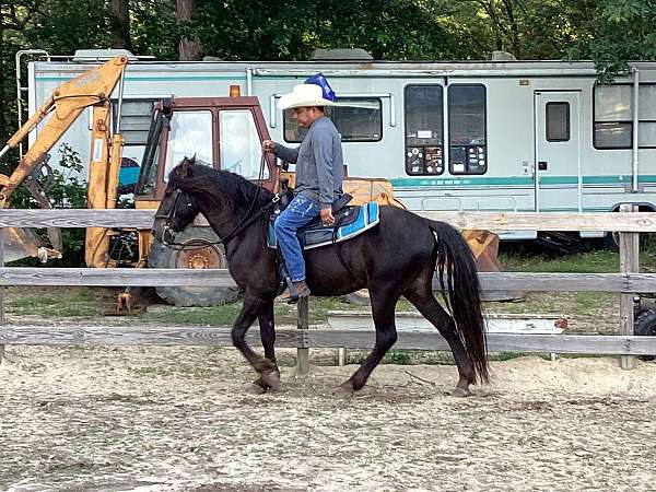 western-arabian-horse