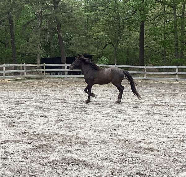 young-arabian-horse