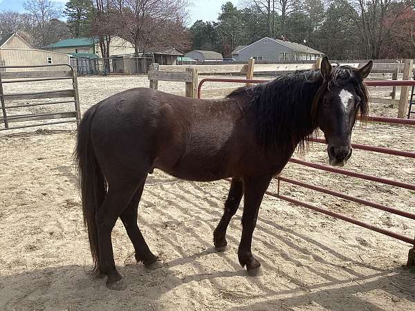 western-riding-arabian-horse