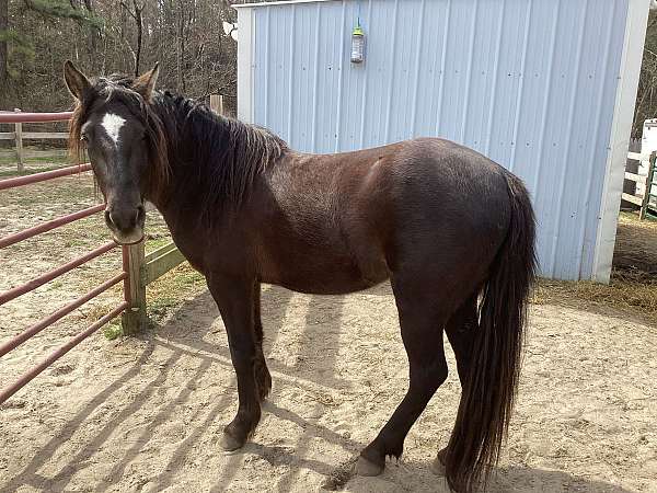 black-arabian-gelding