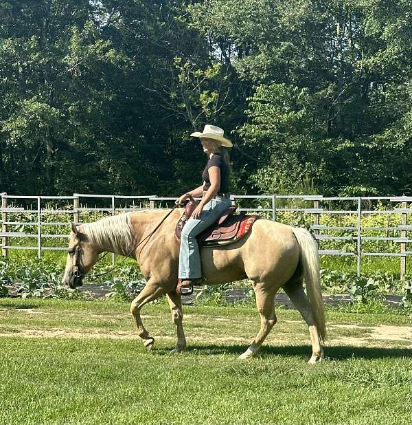 hunt-seat-equitation-quarter-donkey