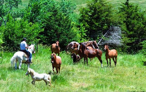 palomino-see-pics-horse