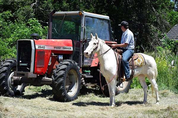 confidence-booster-paint-horse