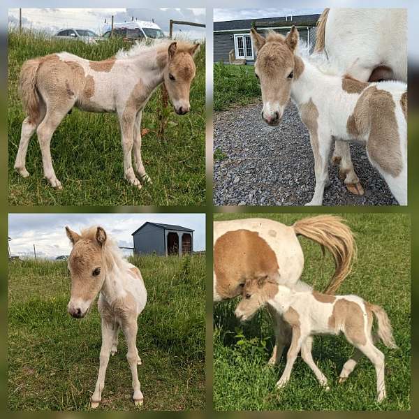 buckskin-pinto-amha-amhr-horse