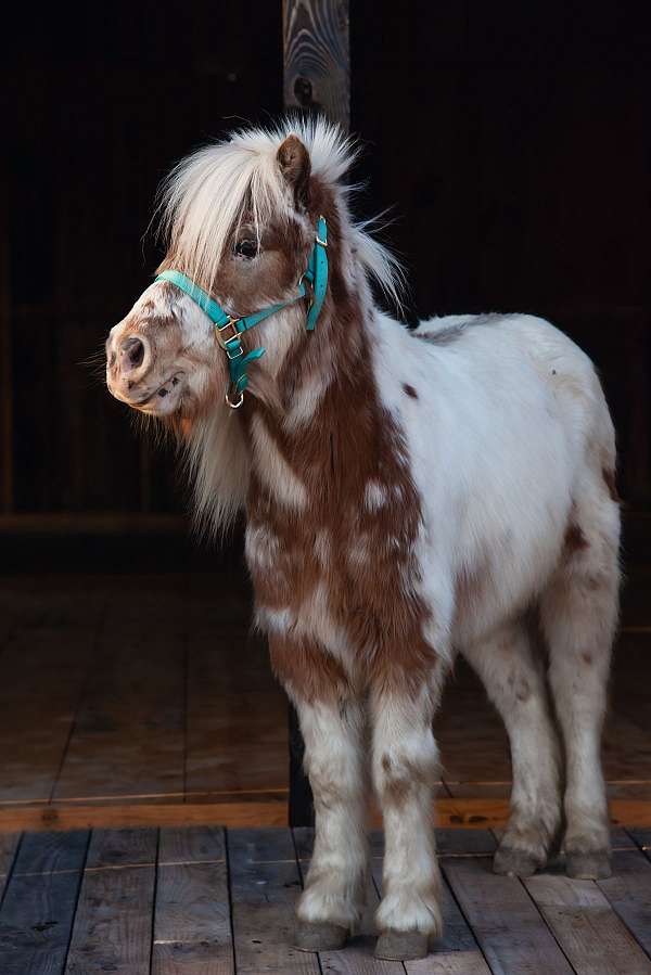 sorrel-white-spotted-appaloosa-pony