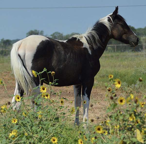 double-homozygous-filly