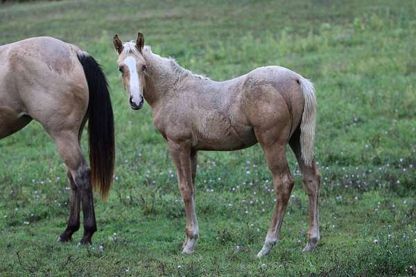 red-dun-aqha-gelding-stallion