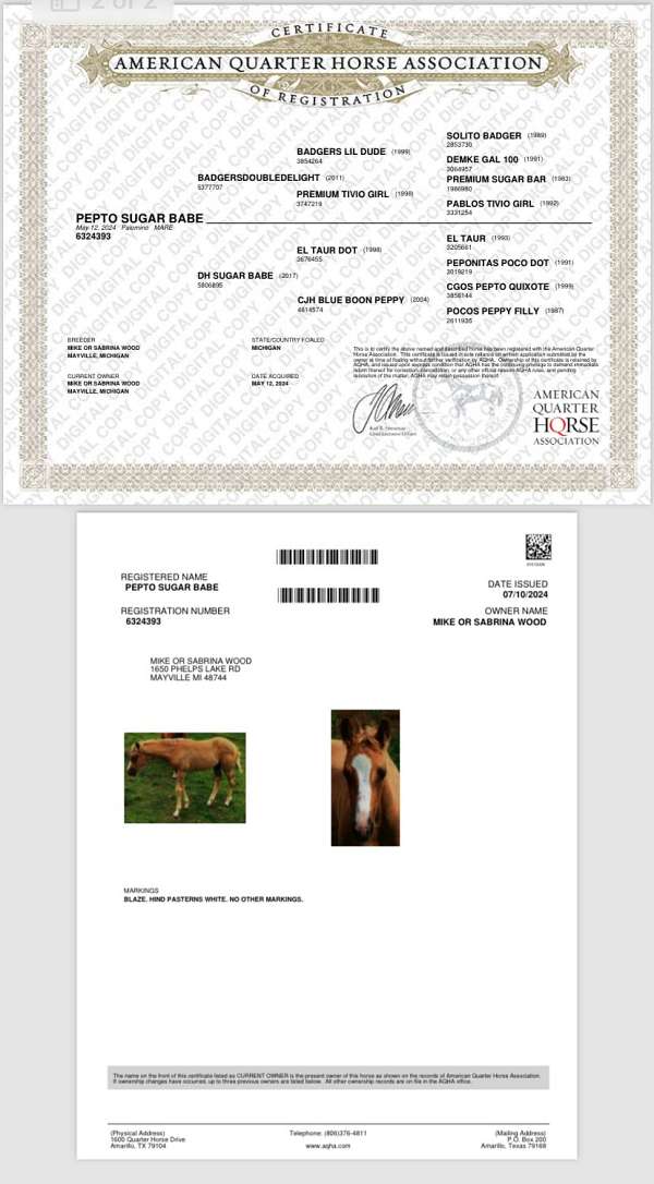 red-dun-gelding-stallion-for-sale