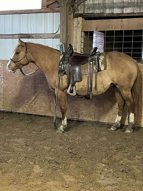 white-gelding-stallion-for-sale