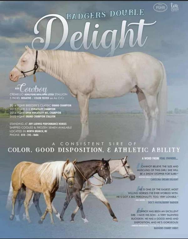 white-gelding-stallion