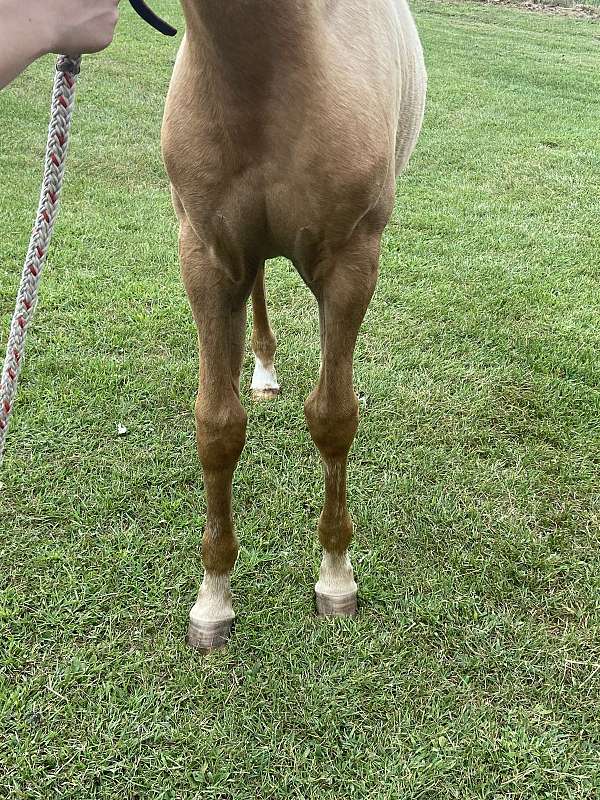 quarter-horse-for-sale