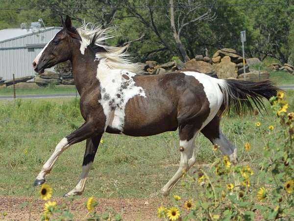 black-tobiano-wa-lot-of-paw-prints-horse