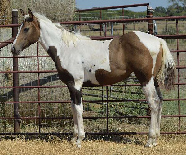 homozygous-homozygous-tobiano-filly-mare