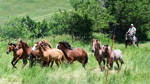 brown-see-pics-horse