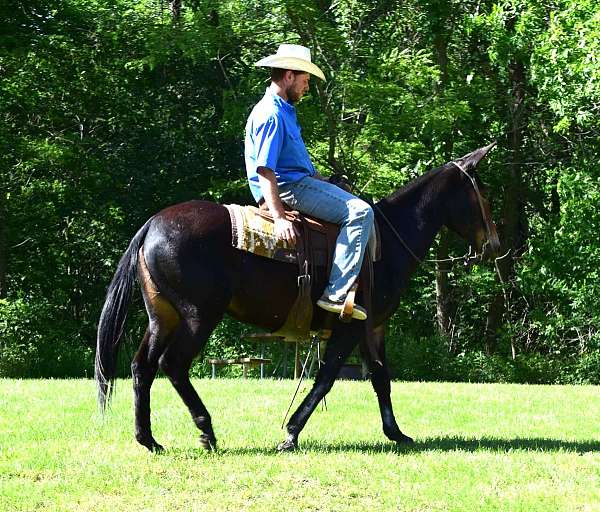 husband-safe-mule