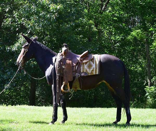 all-around-mule