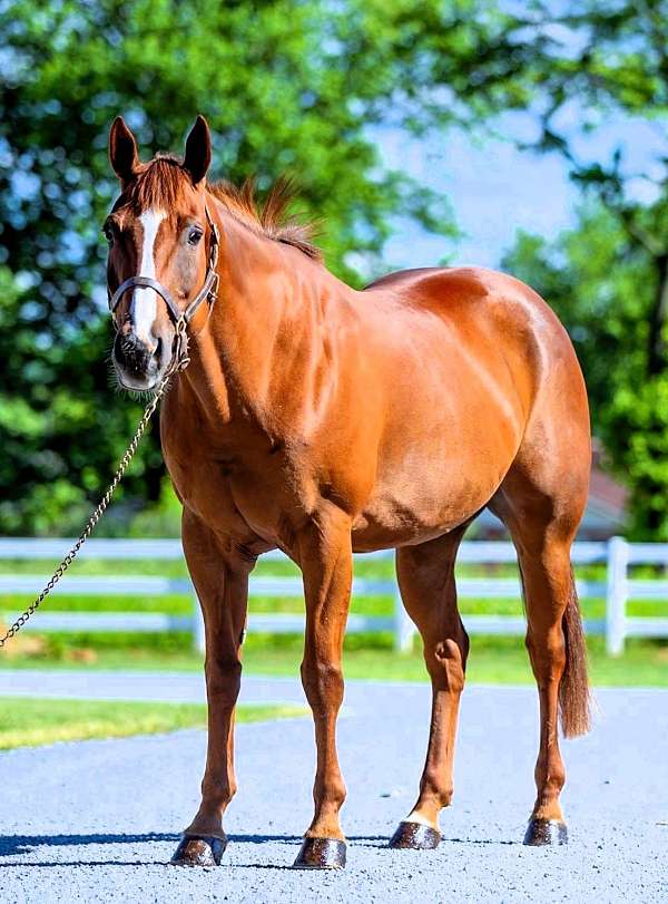 family-quarter-horse